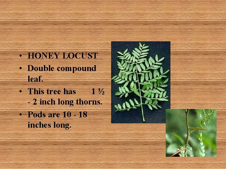  • HONEY LOCUST • Double compound leaf. • This tree has 1 ½