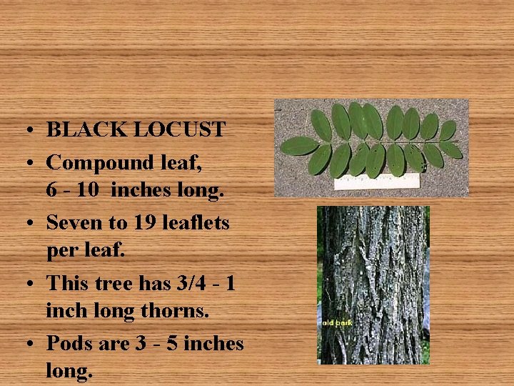  • BLACK LOCUST • Compound leaf, 6 - 10 inches long. • Seven