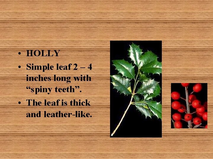  • HOLLY • Simple leaf 2 – 4 inches long with “spiny teeth”.