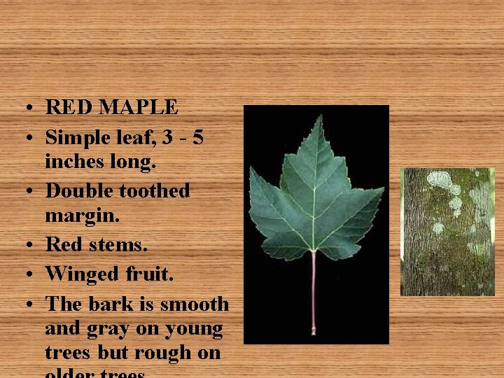  • RED MAPLE • Simple leaf, 3 - 5 inches long. • Double