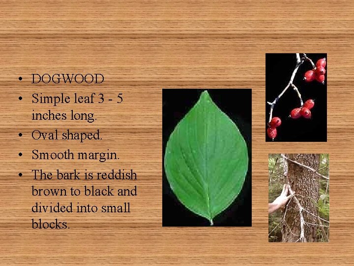  • DOGWOOD • Simple leaf 3 - 5 inches long. • Oval shaped.