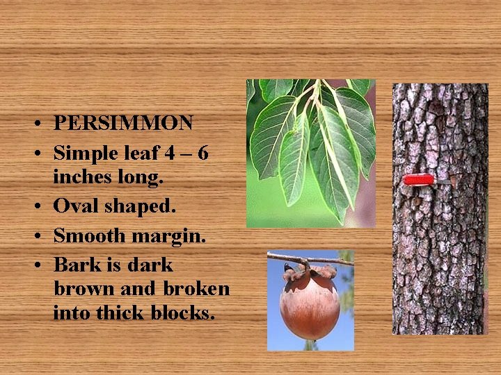  • PERSIMMON • Simple leaf 4 – 6 inches long. • Oval shaped.