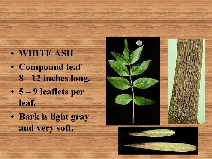  • WHITE ASH • Compound leaf 8 - 12 inches long. • 5