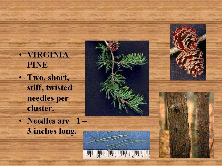  • VIRGINIA PINE • Two, short, stiff, twisted needles per cluster. • Needles