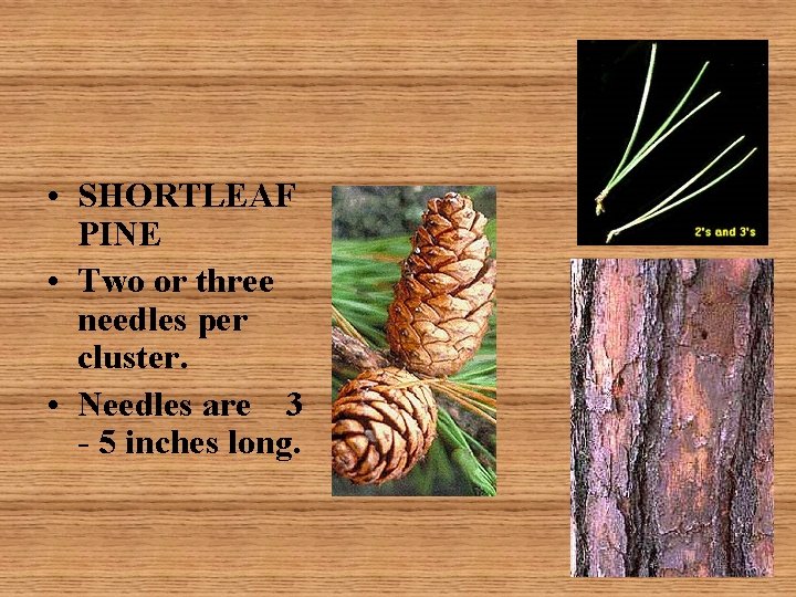  • SHORTLEAF PINE • Two or three needles per cluster. • Needles are