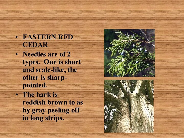  • EASTERN RED CEDAR • Needles are of 2 types. One is short