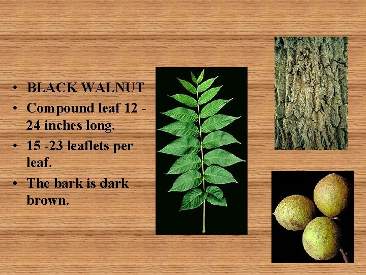  • BLACK WALNUT • Compound leaf 12 - 24 inches long. • 15