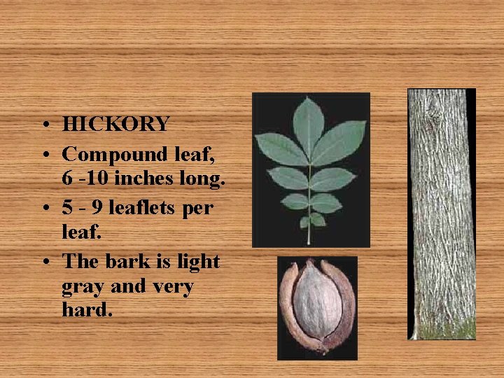  • HICKORY • Compound leaf, 6 -10 inches long. • 5 - 9