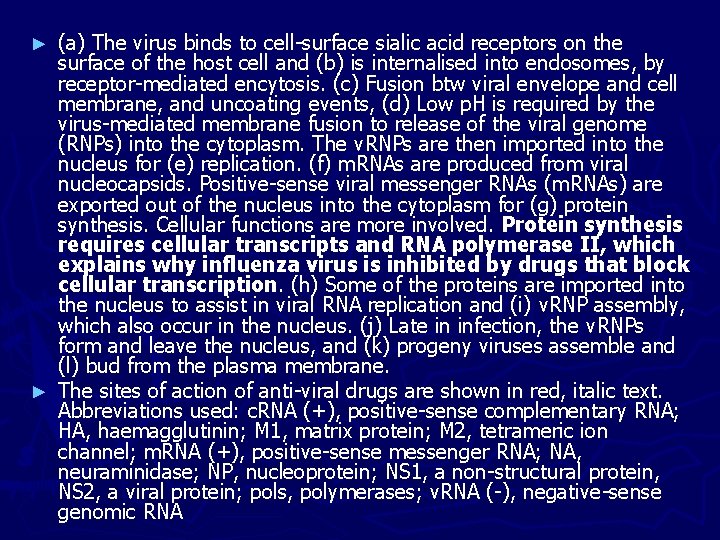 (a) The virus binds to cell-surface sialic acid receptors on the surface of the (a) The virus binds to cell-surface sialic acid receptors on the surface of the