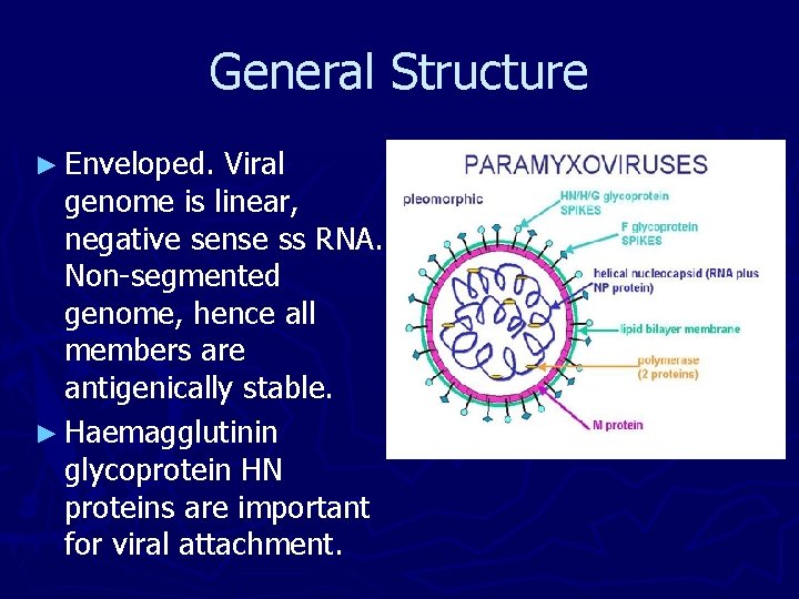 General Structure ► Enveloped. Viral genome is linear, negative sense ss RNA. Non-segmented genome, General Structure ► Enveloped. Viral genome is linear, negative sense ss RNA. Non-segmented genome,