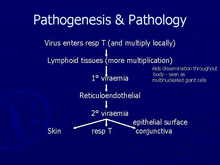 Pathogenesis & Pathology Virus enters resp T (and multiply locally) Lymphoid tissues (more multiplication) Pathogenesis & Pathology Virus enters resp T (and multiply locally) Lymphoid tissues (more multiplication)