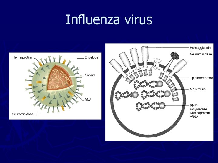 Influenza virus Influenza virus