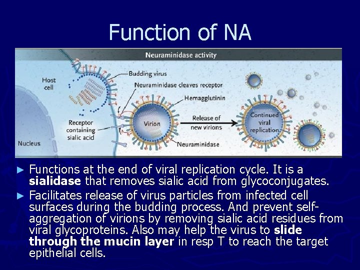 Function of NA Functions at the end of viral replication cycle. It is a Function of NA Functions at the end of viral replication cycle. It is a