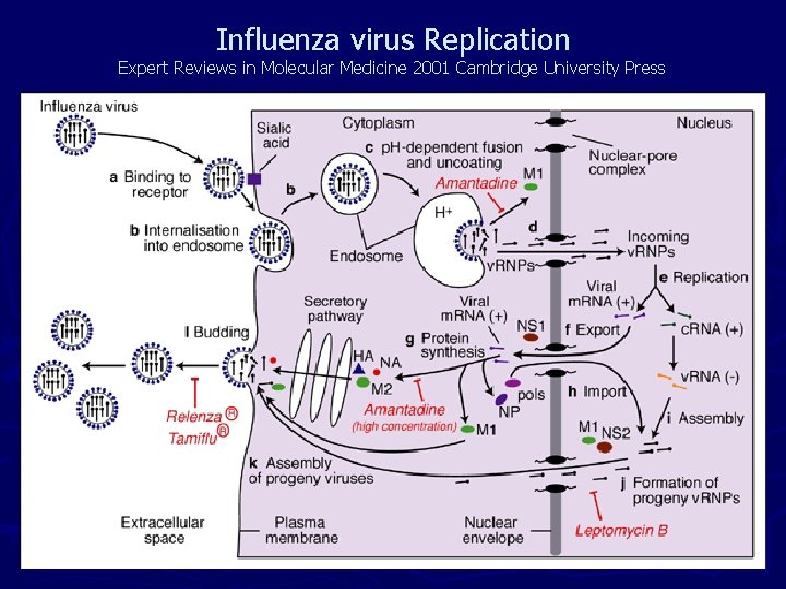 Influenza virus Replication Expert Reviews in Molecular Medicine 2001 Cambridge University Press Influenza virus Replication Expert Reviews in Molecular Medicine 2001 Cambridge University Press