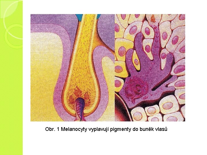Obr. 1 Melanocyty vyplavují pigmenty do buněk vlasů 