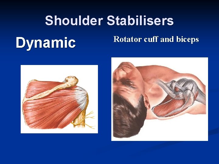 Shoulder Stabilisers Dynamic Rotator cuff and biceps 