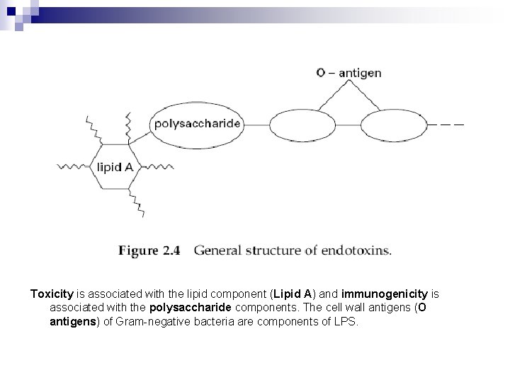 Toxicity is associated with the lipid component (Lipid A) and immunogenicity is associated with