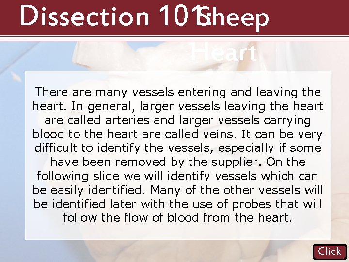Dissection 101: Sheep Heart There are many vessels entering and leaving the heart. In