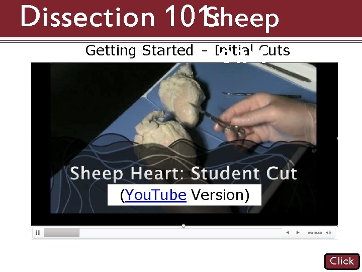 Dissection 101: Sheep Heart Getting Started – Initial Cuts (You. Tube Version) Click 