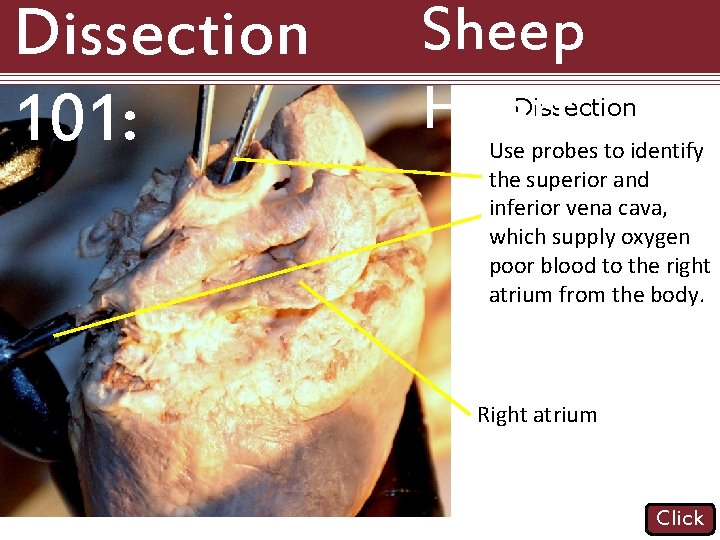 Dissection 101: Sheep Heart Dissection Use probes to identify the superior and inferior vena