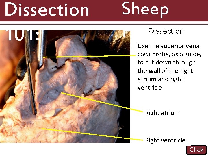 Dissection 101: Sheep Heart Dissection Use the superior vena cava probe, as a guide,
