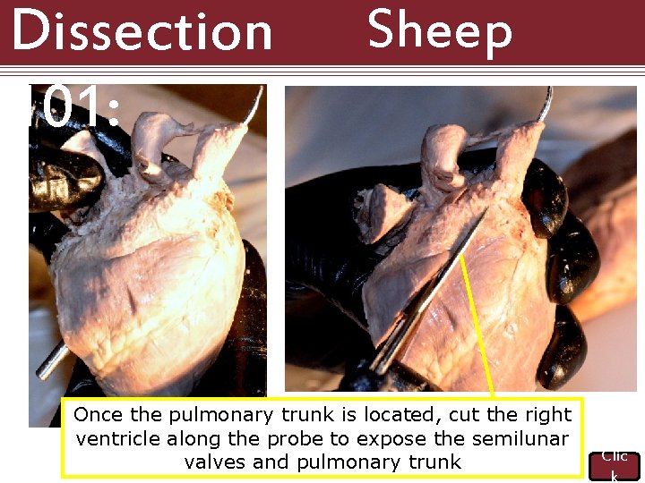 Dissection 101: Sheep Heart Once the pulmonary trunk is located, cut the right ventricle