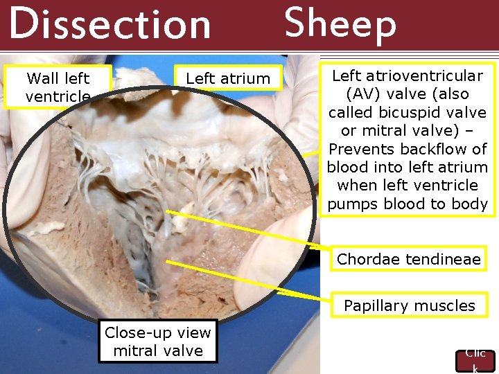 Dissection 101: Wall left ventricle Left atrium Sheep Heart Left atrioventricular (AV) valve (also