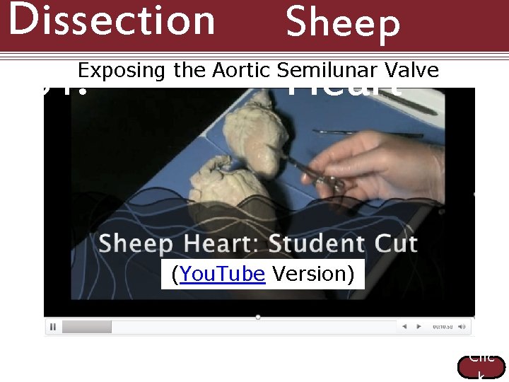 Dissection 101: Sheep Heart Exposing the Aortic Semilunar Valve (You. Tube Version) Clic k