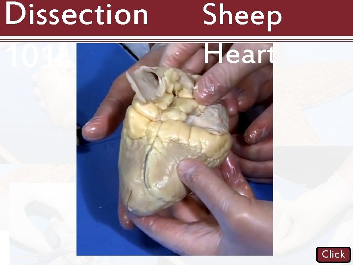 Dissection 101: Sheep Heart Click 