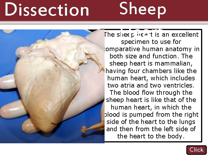 Dissection 101: Sheep Heart The sheep heart is an excellent specimen to use for