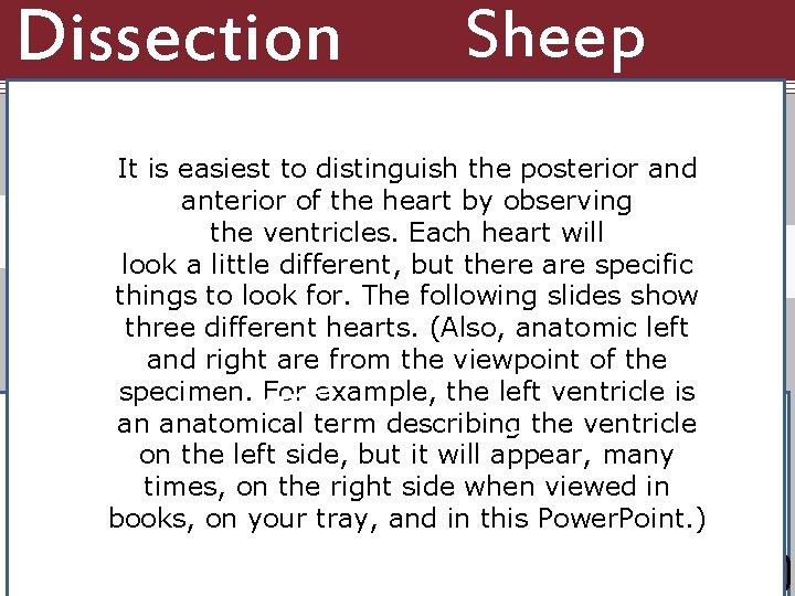 Dissection 101: Orientation: 1 st Sheep Example Heart Anterior view (front) Posterior view (back)