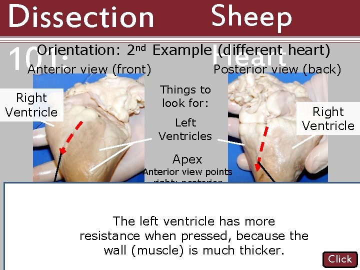 Dissection 101: Orientation: 2 nd Anterior view (front) Right Ventricle Sheep Example (different heart)