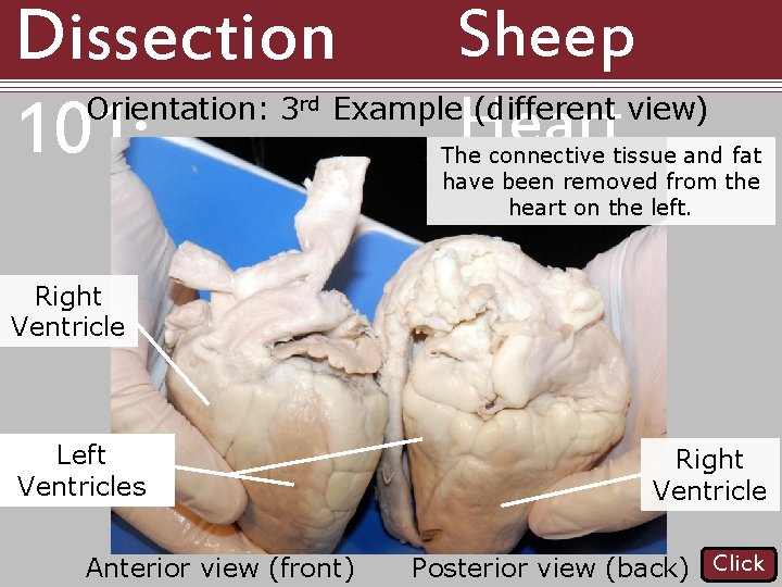 Dissection 101: Orientation: 3 rd Sheep Example (different view) Heart The connective tissue and