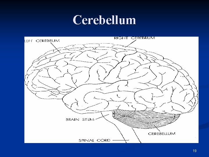Cerebellum 19 