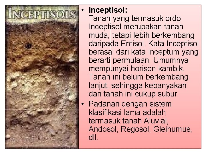  • Inceptisol: Tanah yang termasuk ordo Inceptisol merupakan tanah muda, tetapi lebih berkembang