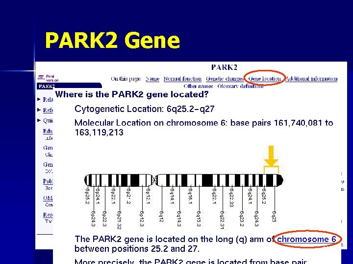 PARK 2 Gene 21 