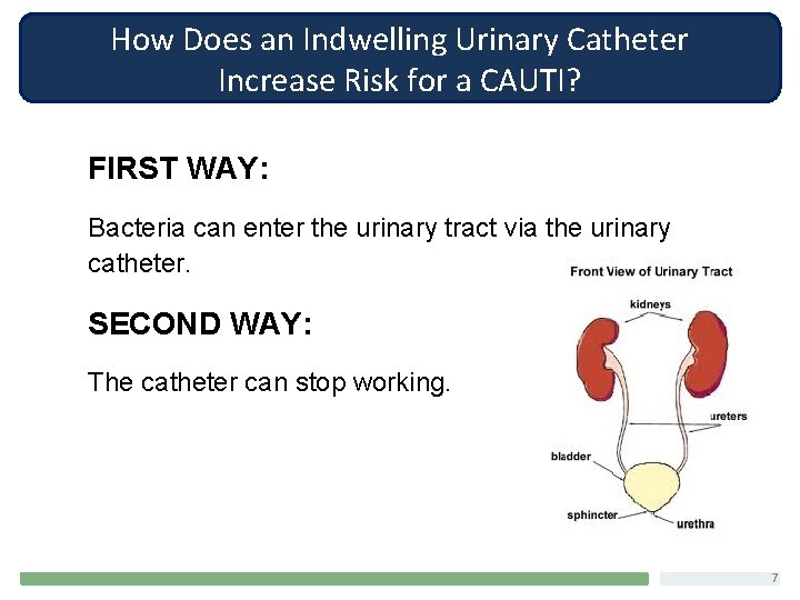 How Does an Indwelling Urinary Catheter Increase Risk for a CAUTI? FIRST WAY: Bacteria