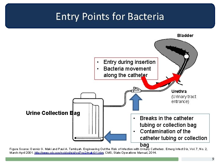 Entry Points for Bacteria Bladder • Entry during insertion • Bacteria movement along the