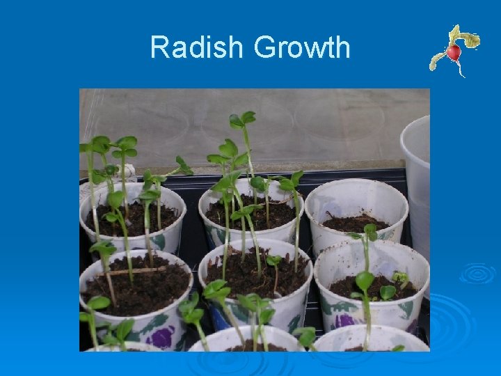 Radish Growth Radish Growth