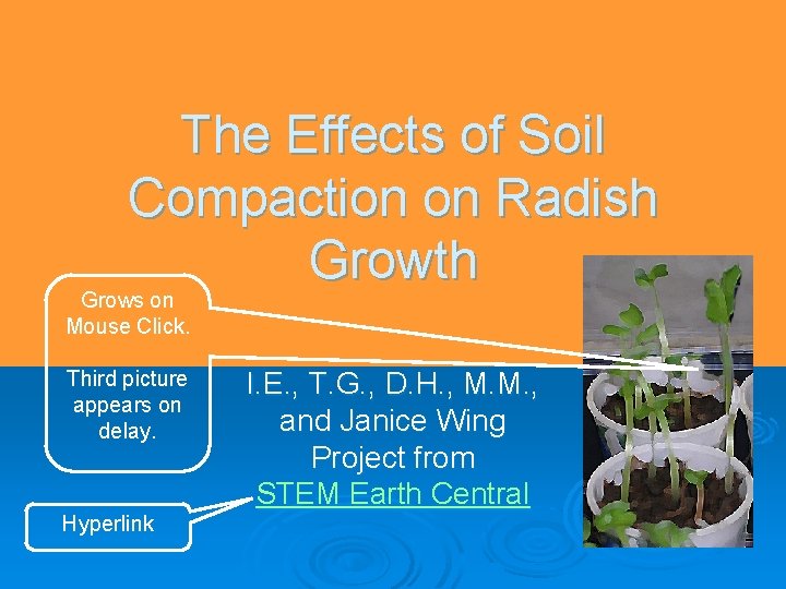 The Effects of Soil Compaction on Radish Growth Grows on Mouse Click. Third picture The Effects of Soil Compaction on Radish Growth Grows on Mouse Click. Third picture