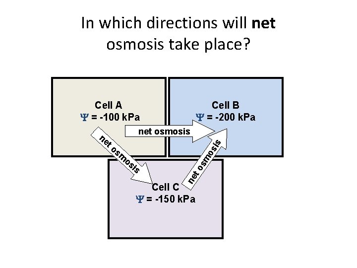 In which directions will net osmosis take place? Cell A = -100 k. Pa