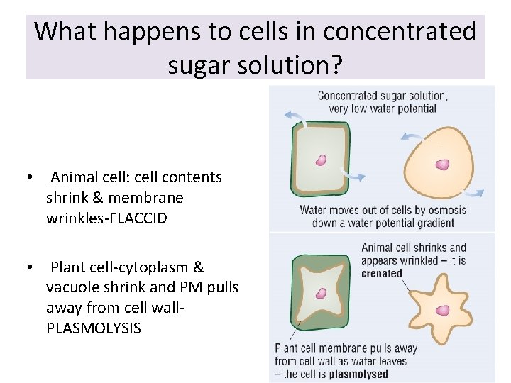 What happens to cells in concentrated sugar solution? • Animal cell: cell contents shrink