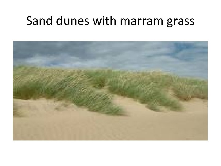 Sand dunes with marram grass Sand dunes with marram grass