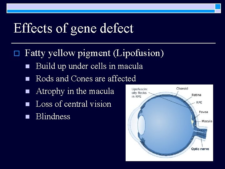 Effects of gene defect o Fatty yellow pigment (Lipofusion) n n n Build up