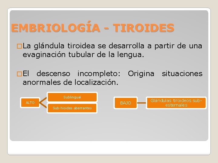 EMBRIOLOGÍA - TIROIDES � La glándula tiroidea se desarrolla a partir de una evaginación EMBRIOLOGÍA - TIROIDES � La glándula tiroidea se desarrolla a partir de una evaginación