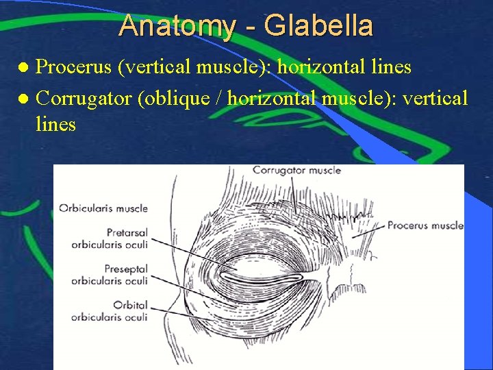 Anatomy - Glabella Procerus (vertical muscle): horizontal lines l Corrugator (oblique / horizontal muscle):