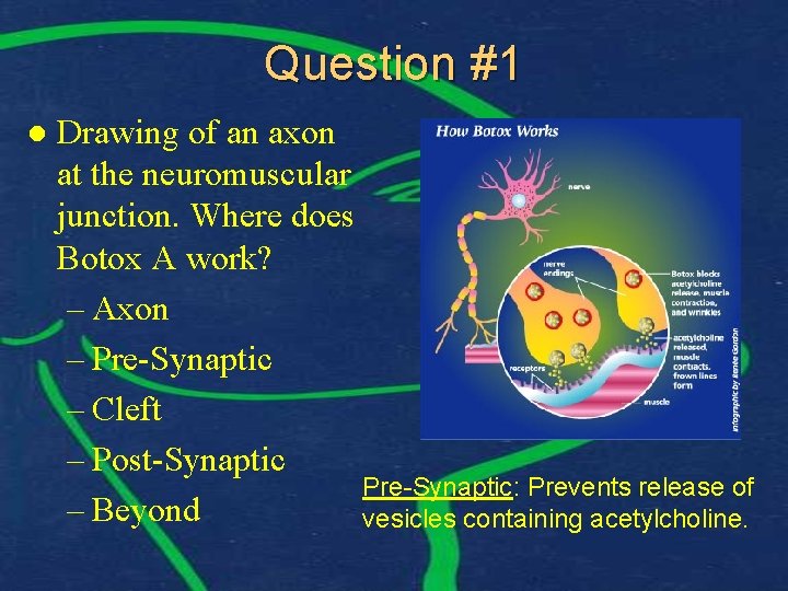 Question #1 l Drawing of an axon at the neuromuscular junction. Where does Botox