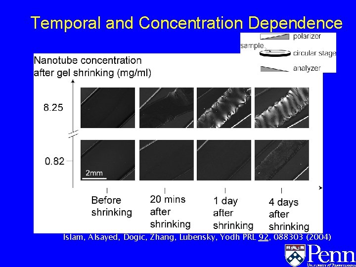 Temporal and Concentration Dependence (A) Islam, Alsayed, Dogic, Zhang, Lubensky, Yodh PRL 92, 088303 Temporal and Concentration Dependence (A) Islam, Alsayed, Dogic, Zhang, Lubensky, Yodh PRL 92, 088303