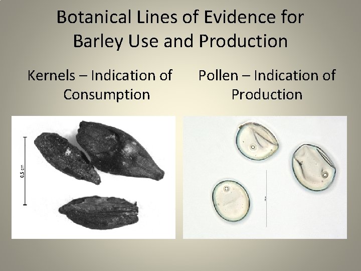 Botanical Lines of Evidence for Barley Use and Production Kernels – Indication of Consumption