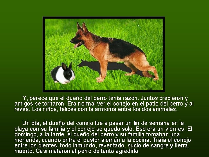 Y, parece que el dueño del perro tenía razón. Juntos crecieron y amigos se